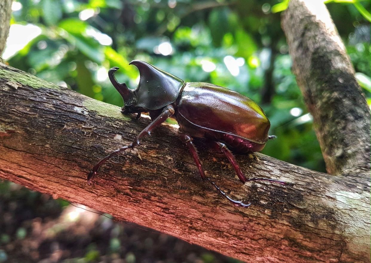 Rhinoceros beetle on a branch