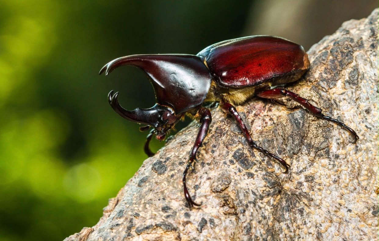 Red rhinoceros beetle on bark