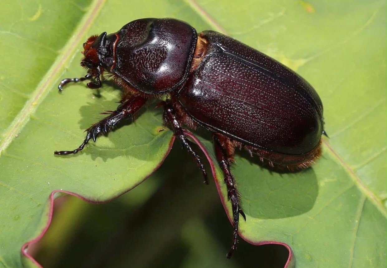 Beetle resting on a green leaf