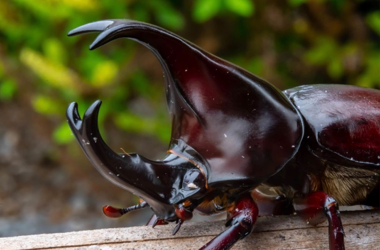 Close-up of a rhinoceros beetle horn